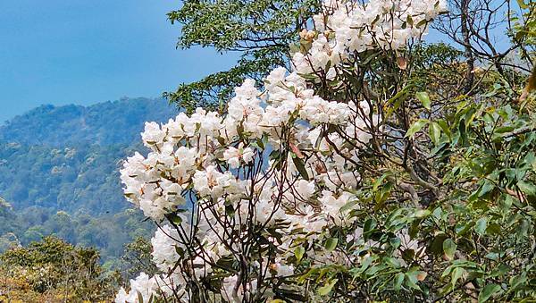 【水社大山】北陵線登山口，白石土地公O繞，挑戰日月潭最高峰-
