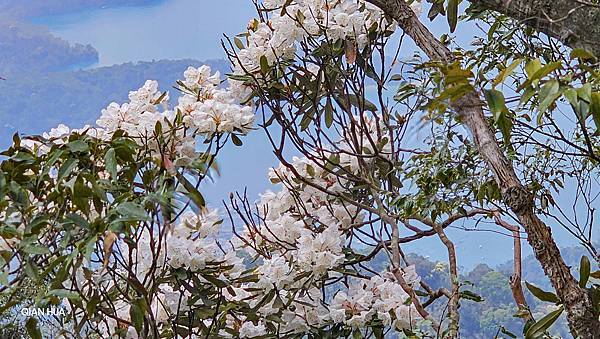 【水社大山】北陵線登山口，白石土地公O繞，挑戰日月潭最高峰-