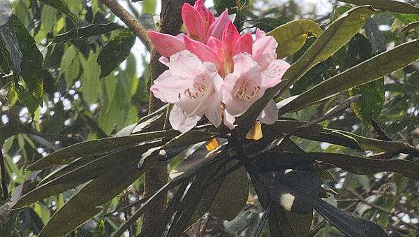 【水社大山】北陵線登山口，白石土地公O繞，挑戰日月潭最高峰-