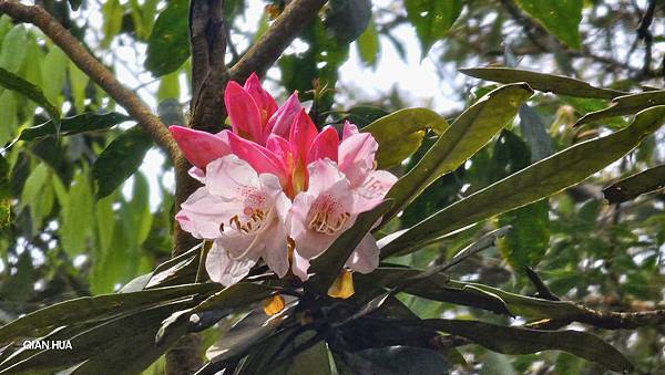 【水社大山】北陵線登山口，白石土地公O繞，挑戰日月潭最高峰-