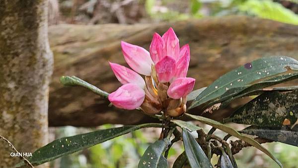 【水社大山】北陵線登山口，白石土地公O繞，挑戰日月潭最高峰-