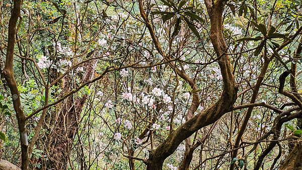 【水社大山】北陵線登山口，白石土地公O繞，挑戰日月潭最高峰-