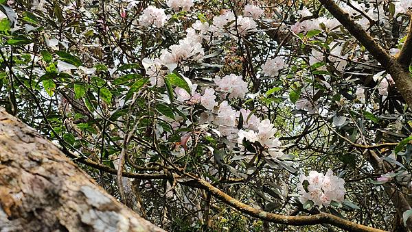 【水社大山】北陵線登山口，白石土地公O繞，挑戰日月潭最高峰-