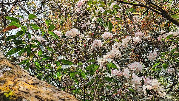 【水社大山】北陵線登山口，白石土地公O繞，挑戰日月潭最高峰-
