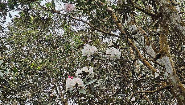 【水社大山】北陵線登山口，白石土地公O繞，挑戰日月潭最高峰-