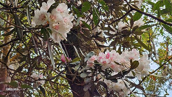 【水社大山】北陵線登山口，白石土地公O繞，挑戰日月潭最高峰-