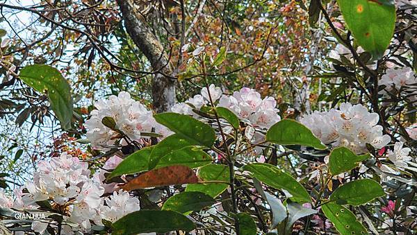 【水社大山】北陵線登山口，白石土地公O繞，挑戰日月潭最高峰-