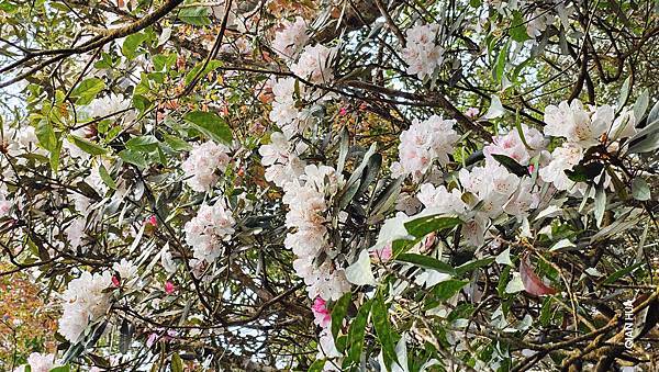 【水社大山】北陵線登山口，白石土地公O繞，挑戰日月潭最高峰-