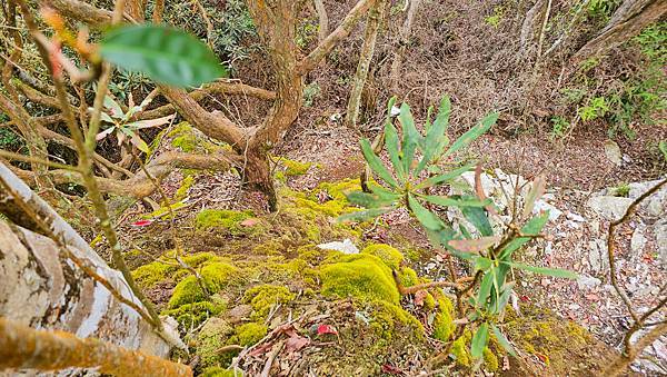 【水社大山】北陵線登山口，白石土地公O繞，挑戰日月潭最高峰-