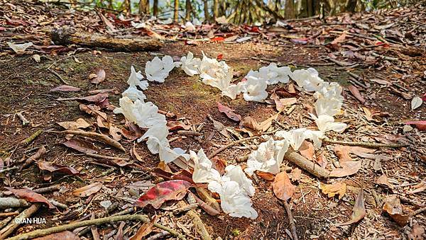 【水社大山】北陵線登山口，白石土地公O繞，挑戰日月潭最高峰-