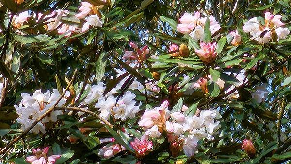 【水社大山】北陵線登山口，白石土地公O繞，挑戰日月潭最高峰-