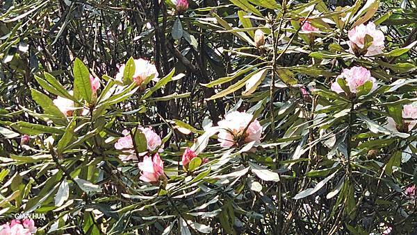 【水社大山】北陵線登山口，白石土地公O繞，挑戰日月潭最高峰-