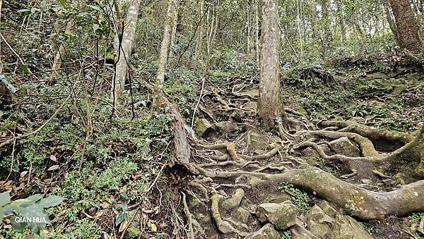 【水社大山】北陵線登山口，白石土地公O繞，挑戰日月潭最高峰-