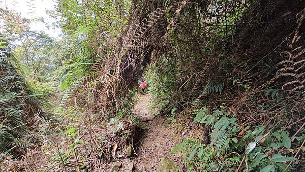 【水社大山】北陵線登山口,白石土地公O繞,挑戰日月潭最高峰- 【水社大山】北陵線登山口,白石土地公O繞,挑戰日月潭最高峰-