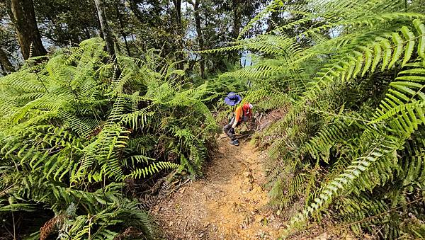 【水社大山】北陵線登山口，白石土地公O繞，挑戰日月潭最高峰-