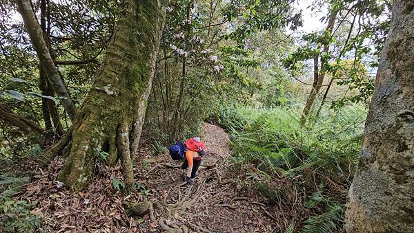 【水社大山】北陵線登山口，白石土地公O繞，挑戰日月潭最高峰-