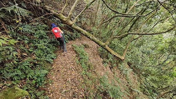 【水社大山】北陵線登山口，白石土地公O繞，挑戰日月潭最高峰-