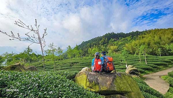 【溪頭四秀】溪頭山、竹崙山、志騰山、快活林~杉林、竹海、茶園