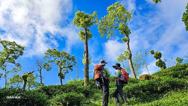 【溪頭六連峰】溪頭抹茶山、大石公登山口、大崙頭山、貓冬望山、