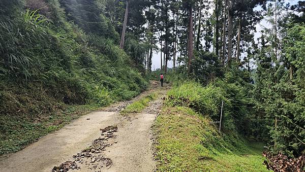 【西巒大山】挑戰百岳編號91｜從黑夜出發，遠望日月潭的黎明之