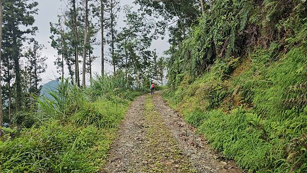 【西巒大山】挑戰百岳編號91｜從黑夜出發，遠望日月潭的黎明之