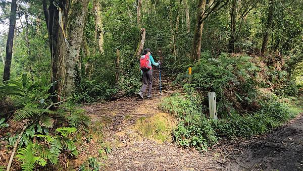 【西巒大山】挑戰百岳編號91｜從黑夜出發，遠望日月潭的黎明之