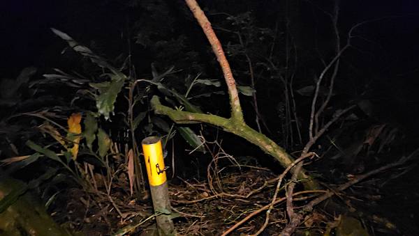 【西巒大山】挑戰百岳編號91｜從黑夜出發，遠望日月潭的黎明之