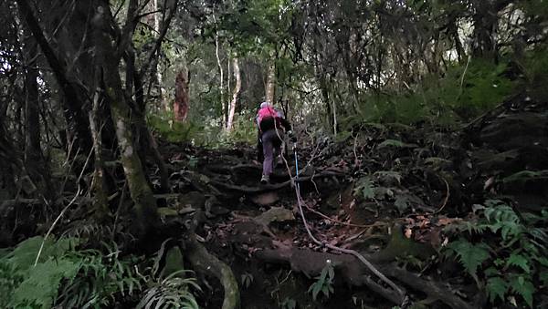 【西巒大山】挑戰百岳編號91｜從黑夜出發，遠望日月潭的黎明之