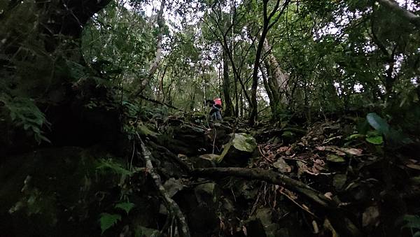 【西巒大山】挑戰百岳編號91｜從黑夜出發，遠望日月潭的黎明之