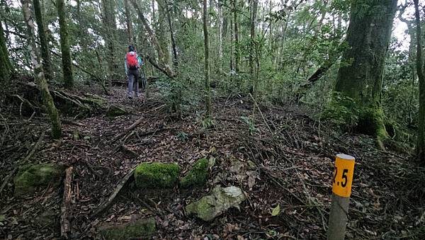 【西巒大山】挑戰百岳編號91｜從黑夜出發，遠望日月潭的黎明之