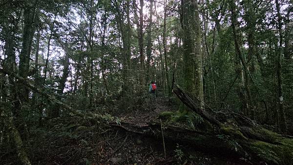 【西巒大山】挑戰百岳編號91｜從黑夜出發，遠望日月潭的黎明之