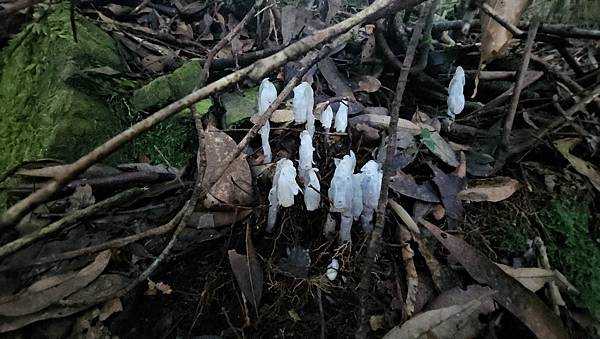 【西巒大山】挑戰百岳編號91｜從黑夜出發，遠望日月潭的黎明之