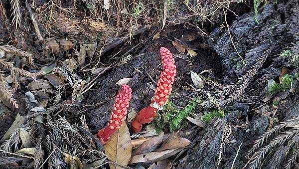 【西巒大山】挑戰百岳編號91｜從黑夜出發，遠望日月潭的黎明之