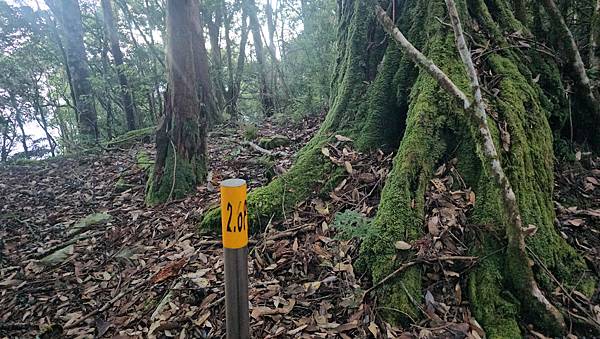 【西巒大山】挑戰百岳編號91｜從黑夜出發，遠望日月潭的黎明之