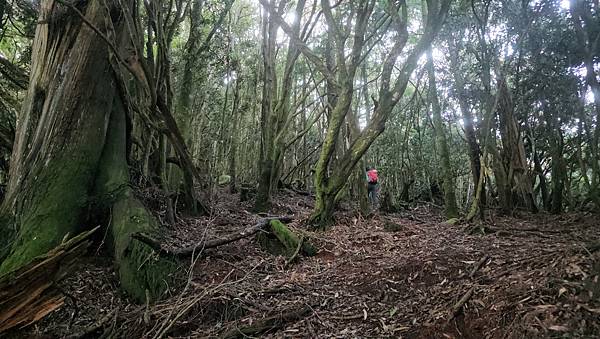 【西巒大山】挑戰百岳編號91｜從黑夜出發，遠望日月潭的黎明之