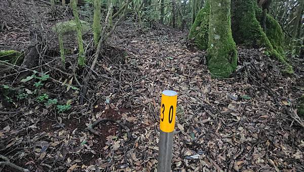 【西巒大山】挑戰百岳編號91｜從黑夜出發，遠望日月潭的黎明之