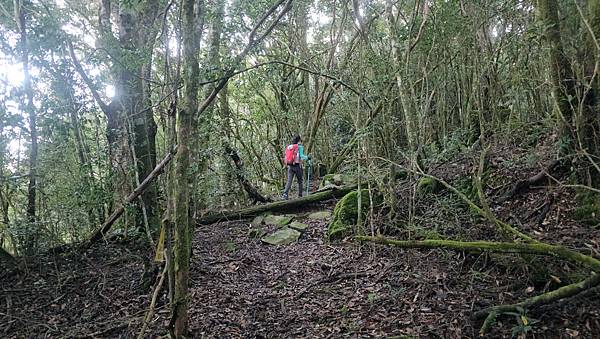 【西巒大山】挑戰百岳編號91｜從黑夜出發，遠望日月潭的黎明之