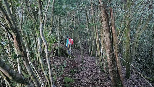 【西巒大山】挑戰百岳編號91｜從黑夜出發，遠望日月潭的黎明之