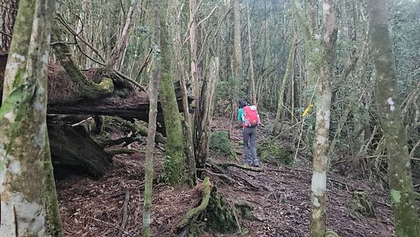 【西巒大山】挑戰百岳編號91｜從黑夜出發，遠望日月潭的黎明之