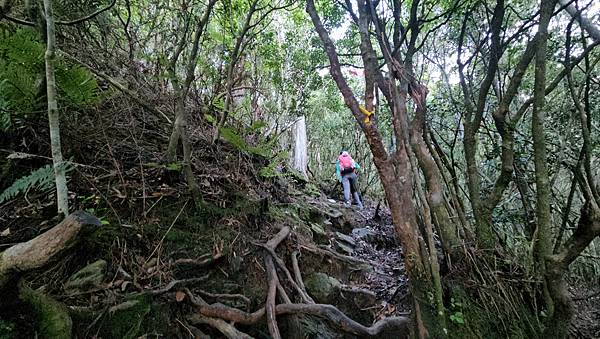 【西巒大山】挑戰百岳編號91｜從黑夜出發，遠望日月潭的黎明之