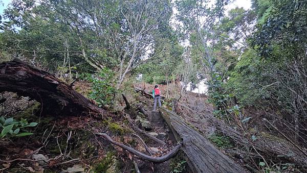 【西巒大山】挑戰百岳編號91｜從黑夜出發，遠望日月潭的黎明之