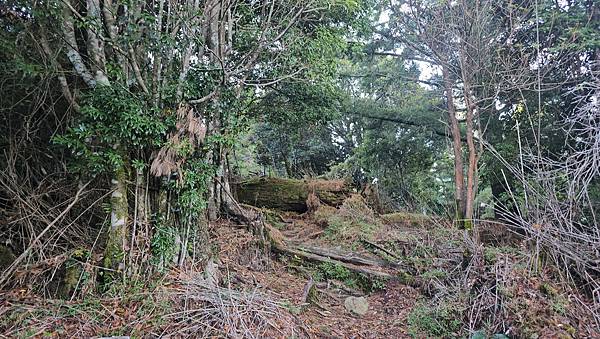 【西巒大山】挑戰百岳編號91｜從黑夜出發，遠望日月潭的黎明之