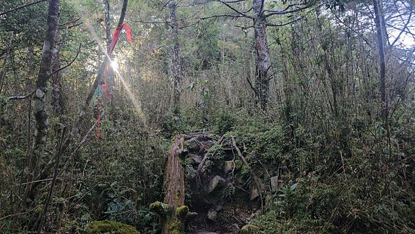 【西巒大山】挑戰百岳編號91｜從黑夜出發，遠望日月潭的黎明之