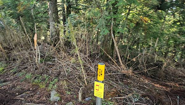 【西巒大山】挑戰百岳編號91｜從黑夜出發，遠望日月潭的黎明之