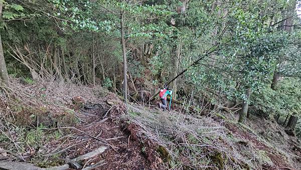 【西巒大山】挑戰百岳編號91｜從黑夜出發，遠望日月潭的黎明之