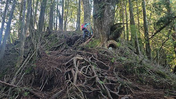 【西巒大山】挑戰百岳編號91｜從黑夜出發，遠望日月潭的黎明之