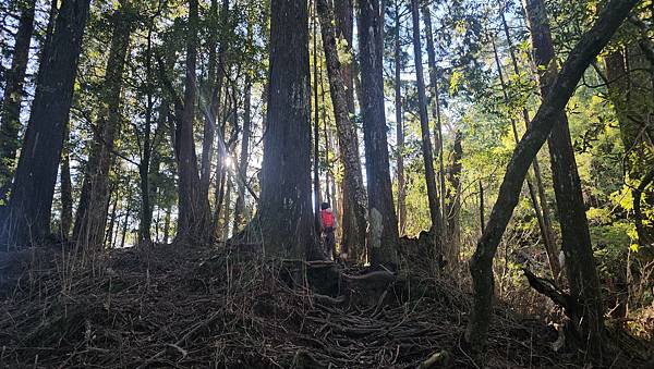 【西巒大山】挑戰百岳編號91｜從黑夜出發，遠望日月潭的黎明之