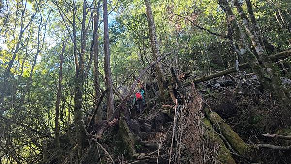 【西巒大山】挑戰百岳編號91｜從黑夜出發，遠望日月潭的黎明之