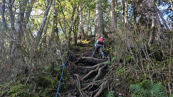 【西巒大山】挑戰百岳編號91｜從黑夜出發，遠望日月潭的黎明之