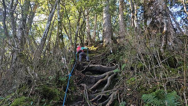 【西巒大山】挑戰百岳編號91｜從黑夜出發，遠望日月潭的黎明之